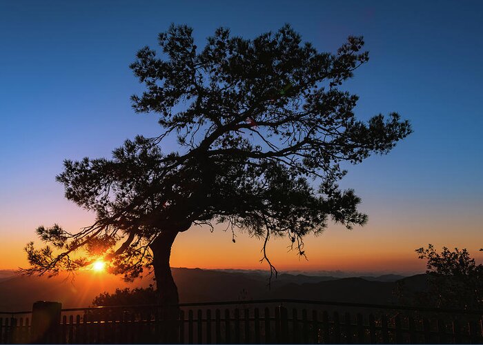 Cyprus Greeting Card featuring the photograph Silhouette of a forest pine tree during blue hour with bright sun at sunset. by Michalakis Ppalis