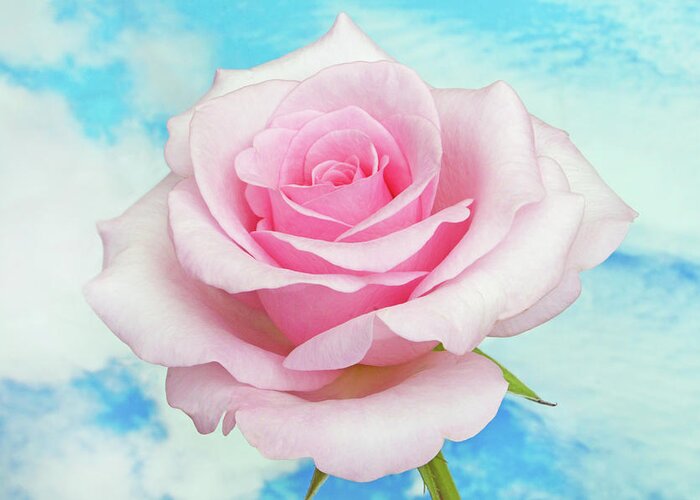 Roses Greeting Card featuring the photograph Sky Pink Rose #1 by Terence Davis