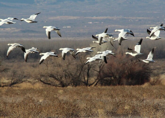 Nature Greeting Card featuring the photograph Snow Geese #1 by Robert Harris
