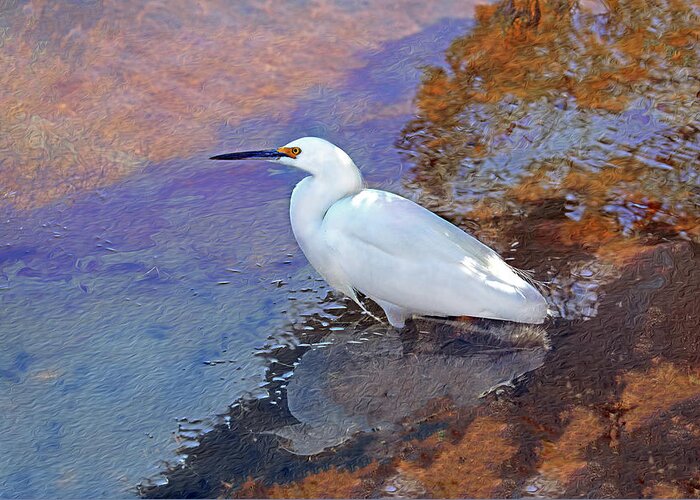 Snowy Egret Greeting Card featuring the photograph Snowy Egret 9C #2 by Sally Fuller