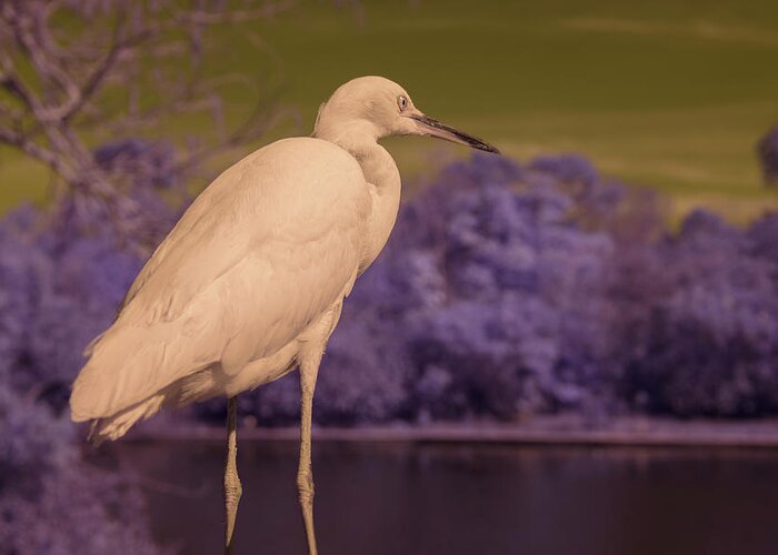 Bird Greeting Card featuring the photograph Snowy Egret by Carolyn Hutchins