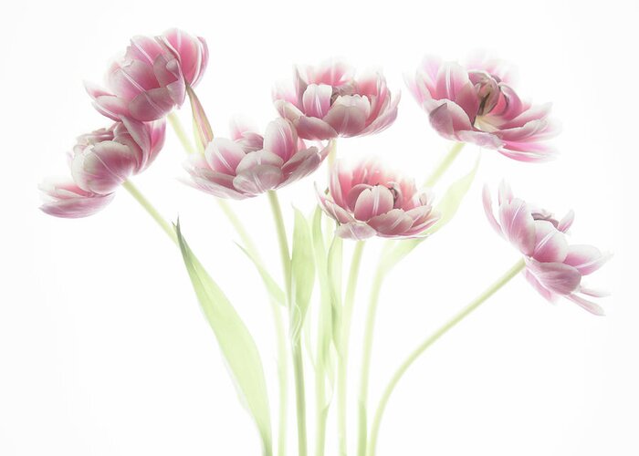 Tulips Greeting Card featuring the photograph Soft and Dreamy #1 by Rebecca Cozart