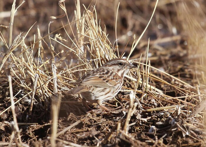 Song Sparrow Greeting Card featuring the photograph Song Sparrow #1 by Robert Harris