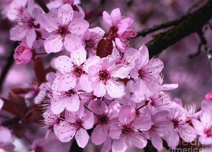 Japanese Cherry Blossom Greeting Card featuring the photograph Spring Cherry Blossoms #1 by Scott Cameron