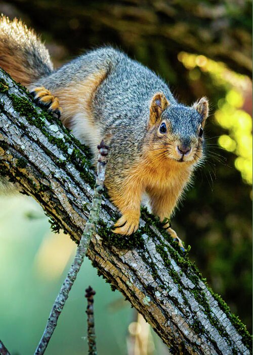 2024 Greeting Card featuring the photograph Squirrel In a Tree by Ant Pruitt