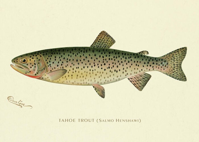 Antique Greeting Card featuring the digital art Tahoe Trout #1 by Gary Grayson