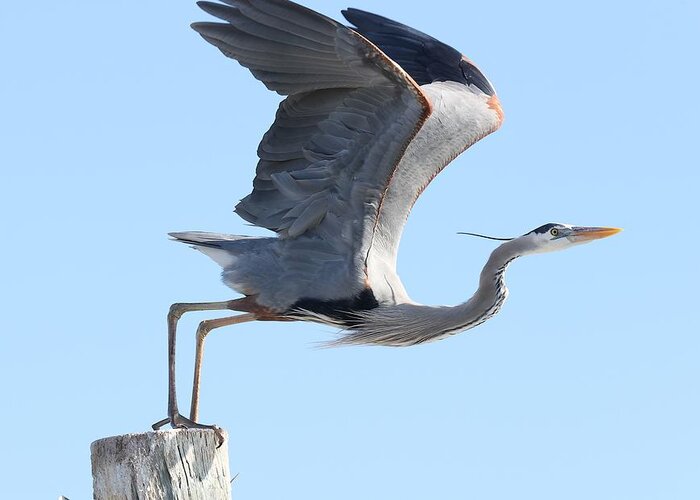 Great Blue Heron Greeting Card featuring the photograph Taking Off by Mingming Jiang