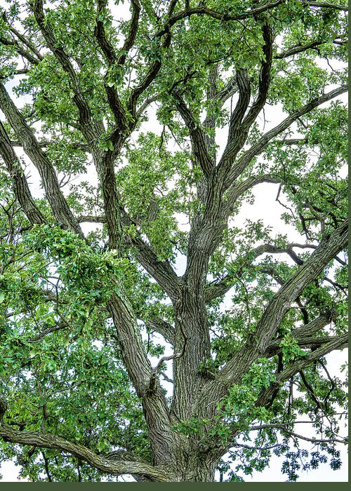Tall Tree Greeting Card featuring the photograph Tall Tree #1 by David Morehead