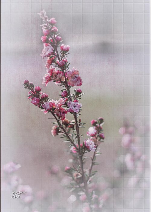Flora Greeting Card featuring the photograph Tea Tree - Leptospermum 2 #1 by Elaine Teague