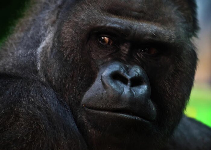 Powerful Dominant Male Gorilla Sits On A Background Of Stones An #1 Throw  Pillow
