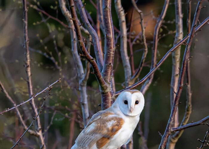 Barn Owl Greeting Card featuring the photograph The Glance #1 by Mark Hunter