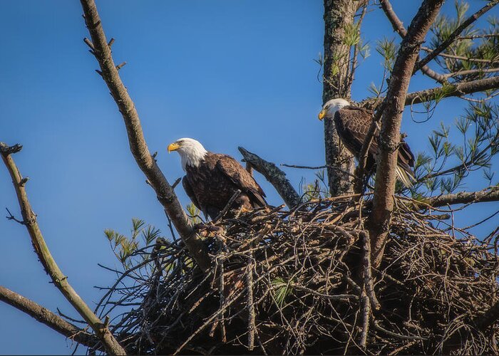Bald Eagle Greeting Card featuring the photograph The Nest #2 by Robert J Wagner