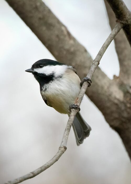 Chickadee Greeting Card featuring the photograph The Stare #2 by Ray Silva