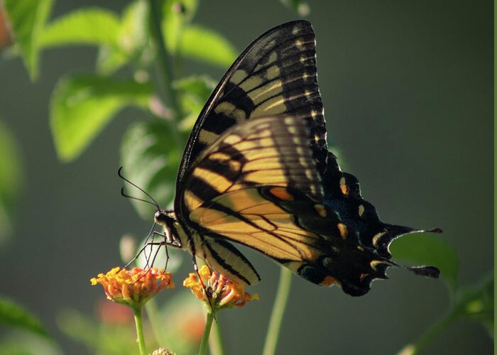 Photograph Greeting Card featuring the photograph Tiger Swallowtail Butterfly III #1 by Suzanne Gaff