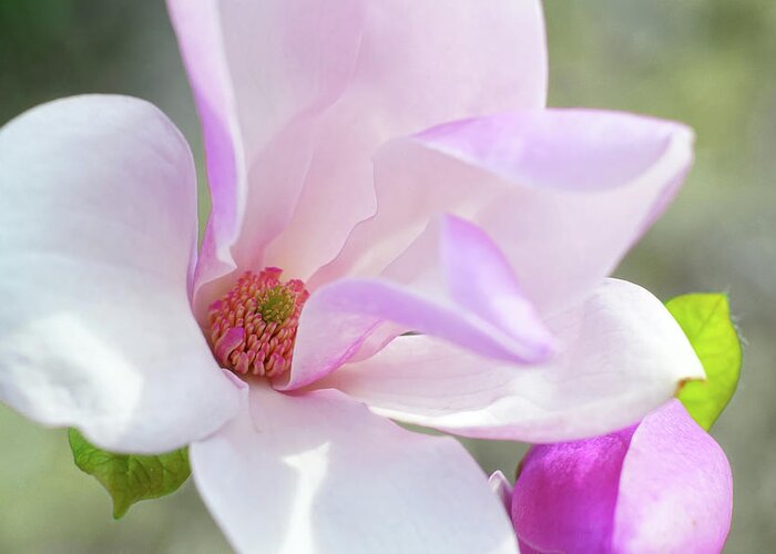 Magnolia Greeting Card featuring the photograph Timeless by Kathi Mirto