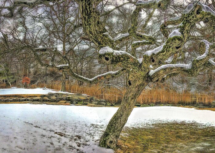 Winter Greeting Card featuring the photograph Tree in the marsh #1 by Cordia Murphy
