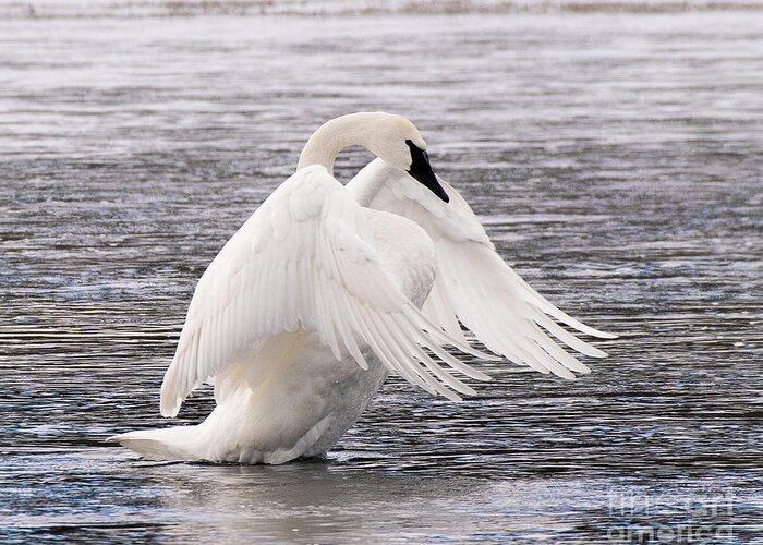 Bird Greeting Card featuring the photograph Trumpeter Swan #1 by Dennis Hammer