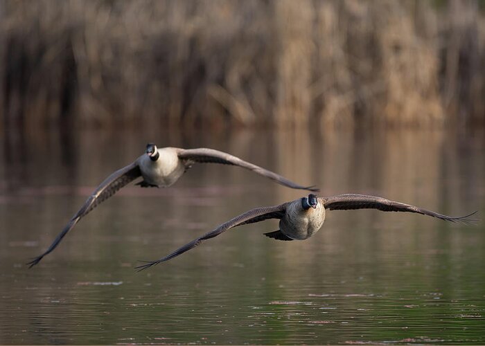 Animal Greeting Card featuring the photograph Two canada geese in flight #1 by Mike Fusaro