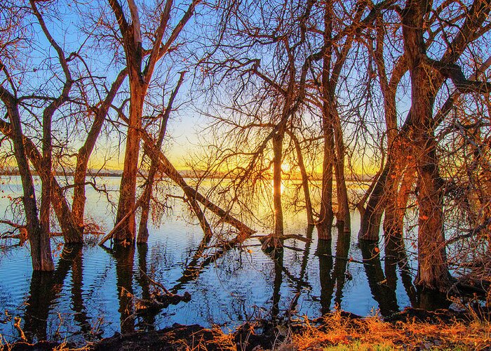 Autumn Greeting Card featuring the photograph Twisted Trees On Lake at Sunset by Tom Potter