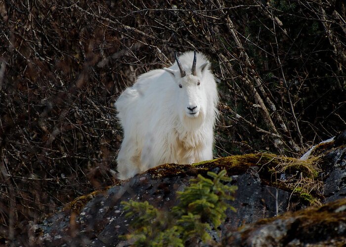 Goat Greeting Card featuring the photograph Watching #1 by David Kirby