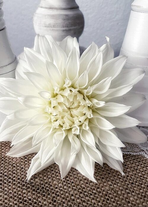 Flower Greeting Card featuring the photograph White Dahlia #1 by Steph Gabler