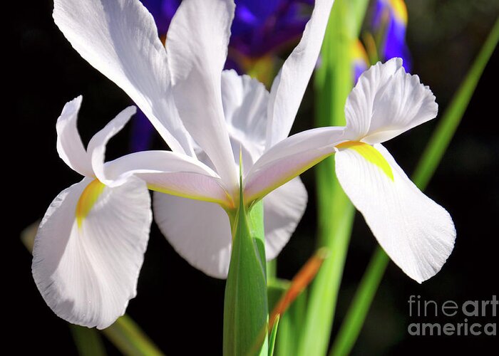 White Greeting Card featuring the photograph White Iridaceae, Dutch Iris, is a spring flowering bulb. #1 by Milleflore Images