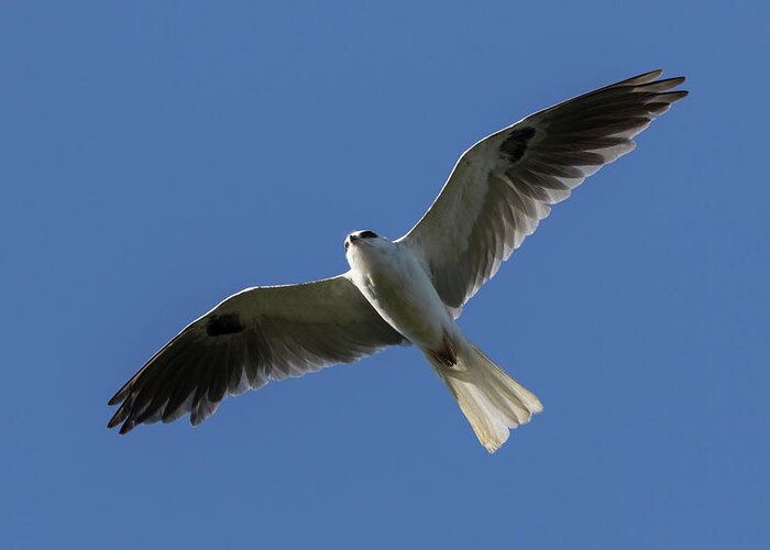Kite Greeting Card featuring the photograph White Tailed Kite in Flight #1 by Rick Pisio
