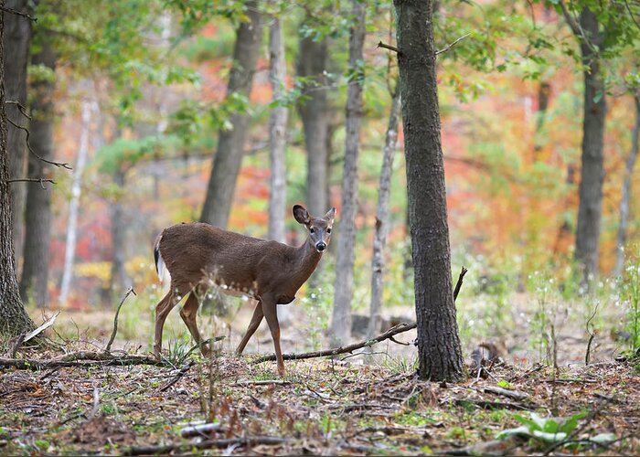 Whitetail Deer Greeting Card featuring the photograph Whitetail Doe #1 by Brook Burling
