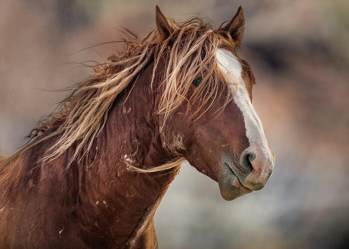 Wild Horses Greeting Card featuring the photograph Wilder #1 by Mary Hone