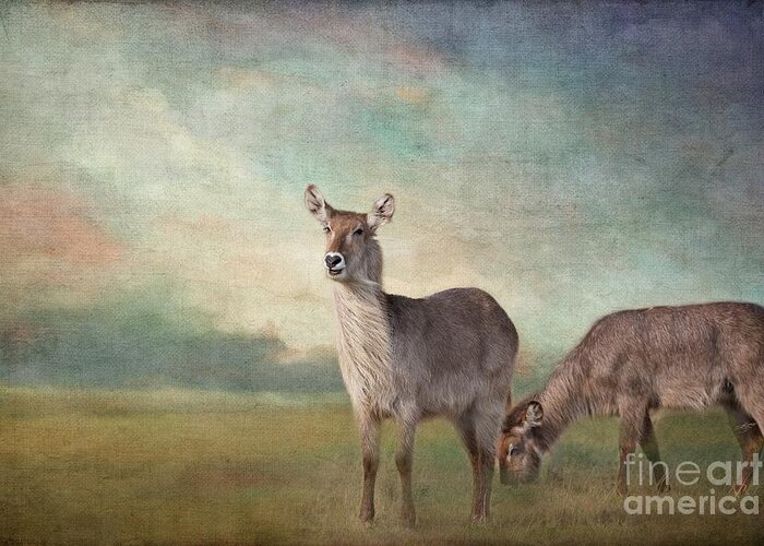 Waterbucks Greeting Card featuring the photograph Windy Morning #1 by Eva Lechner