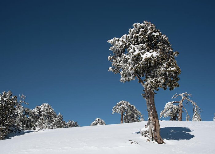Single Tree Greeting Card featuring the photograph Winter landscape in snowy mountains. Frozen snowy lonely fir trees against blue sky. by Michalakis Ppalis