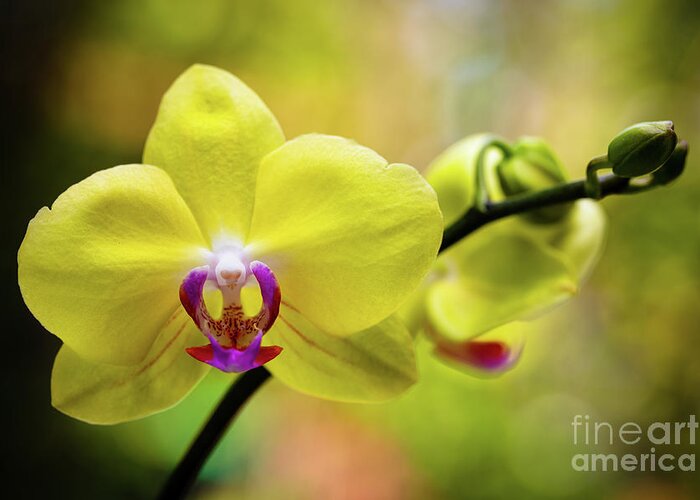 Background Greeting Card featuring the photograph Yellow Orchid Flowers #1 by Raul Rodriguez