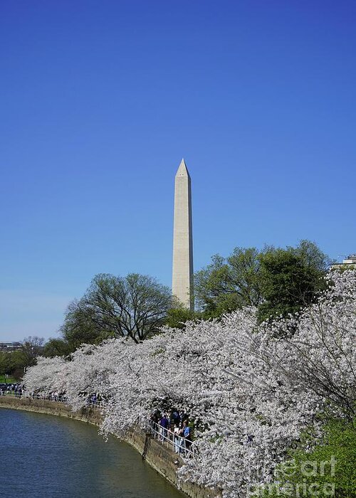 Greeting Card featuring the photograph Cherry Blossoms Washington DC #10 by Annamaria Frost