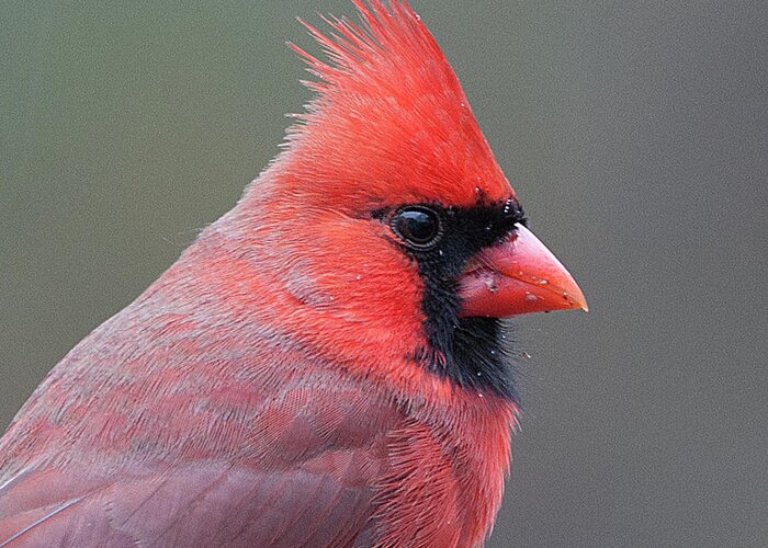 Male Cardinal Greeting Card featuring the photograph Male Cardinal #10 by Diane Giurco