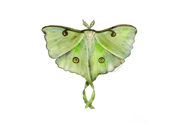 Green Butterfly Greeting Card featuring the painting 100 Luna Moth by Amy Kirkpatrick