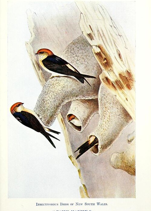 Birds Greeting Card featuring the mixed media Beautiful Vintage Bird #1038 by World Art Collective