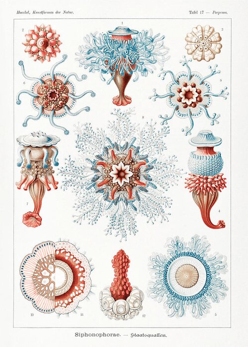 Siphonophorae Greeting Card featuring the mixed media Ernst Haeckel Illustrations #11 by World Art Collective