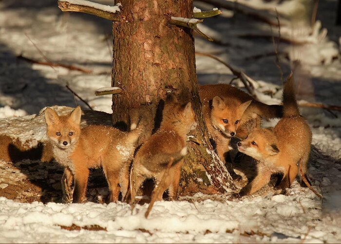 Red Fox Greeting Card featuring the photograph Fox Kits #12 by Brook Burling