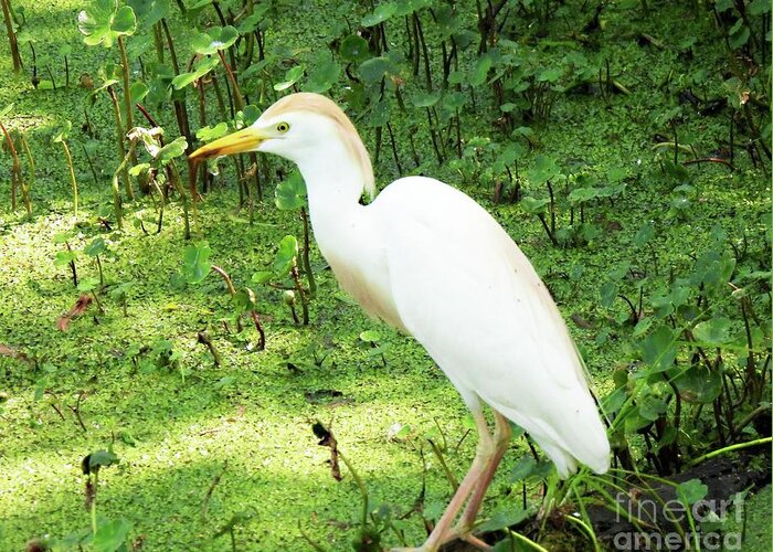 Birding Greeting Card featuring the photograph 126 Snowy Egret106 Bird City LA by Lizi Beard-Ward