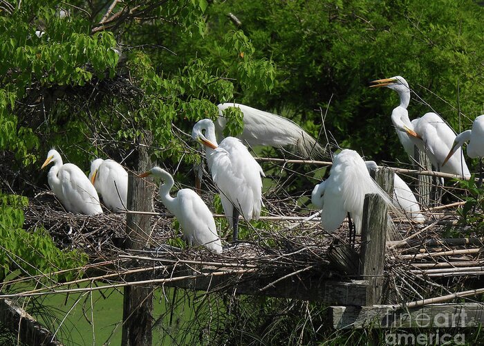 Rookery Greeting Card featuring the photograph 129 Egrets  Bird City Avery Is by Lizi Beard-Ward