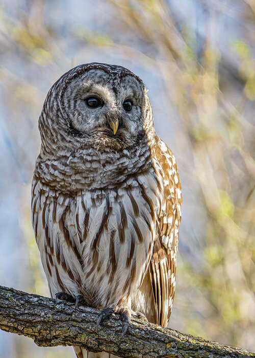 Barred Owl Greeting Card featuring the photograph Barred Owl #14 by Brad Bellisle