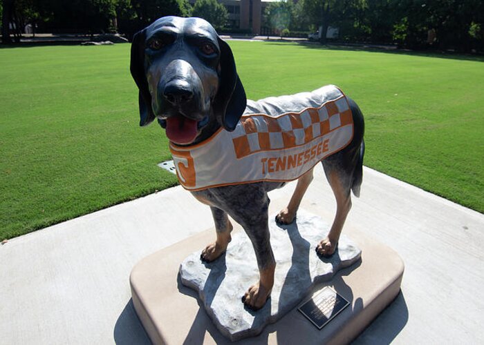 Tennessee Vols Greeting Card featuring the photograph University of Tennesse Smokey Statue #2 by Eldon McGraw