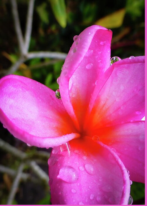 Pink Flower Pictures Greeting Card featuring the photograph Hawaii Flower Photography 20150713-721 by Rowan Lyford