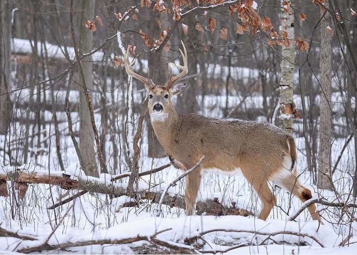 Whitetail Greeting Card featuring the photograph Whitetail Buck #17 by Brook Burling