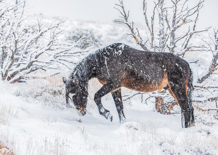  Greeting Card featuring the photograph 1dx27972 by John T Humphrey