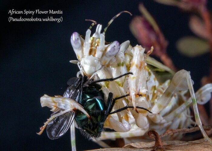African Greeting Card featuring the photograph African Spiny Flower Mantis #1 by Mark Berman