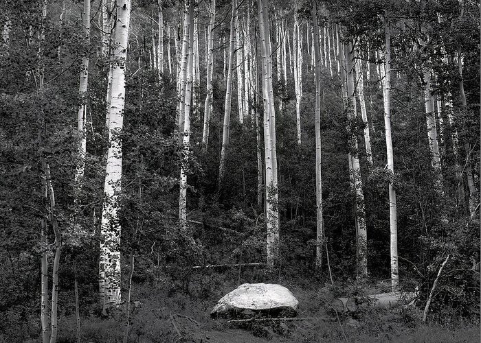 Aspen Greeting Card featuring the photograph Aspen Grove Independence Pass #1 by Wayne King
