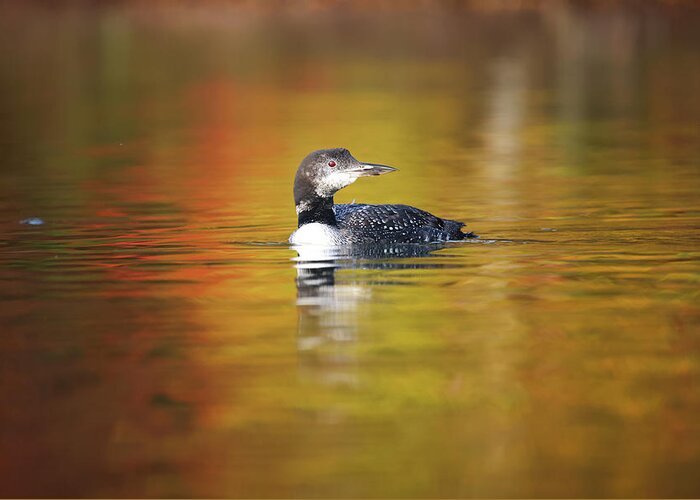 Autumn Greeting Card featuring the photograph Autumn Loon by Brook Burling