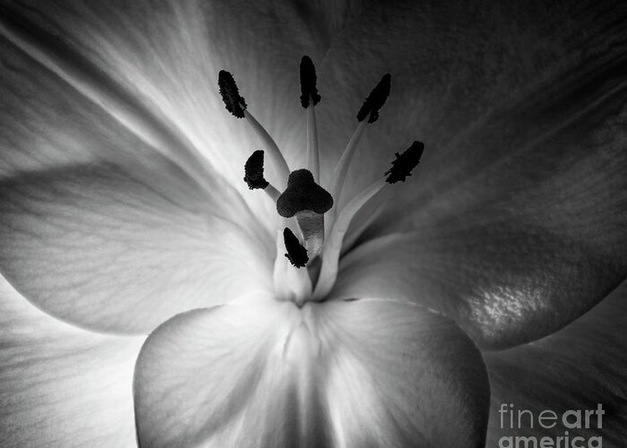 Black And White Greeting Card featuring the photograph Black And White Flower #2 by Gunnar Orn Arnason