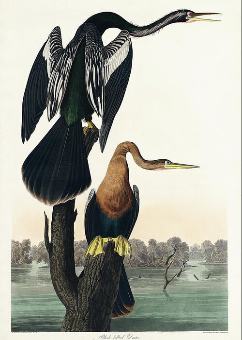 Audubon Birds Greeting Card featuring the drawing Black-bellied Darter #2 by John James Audubon